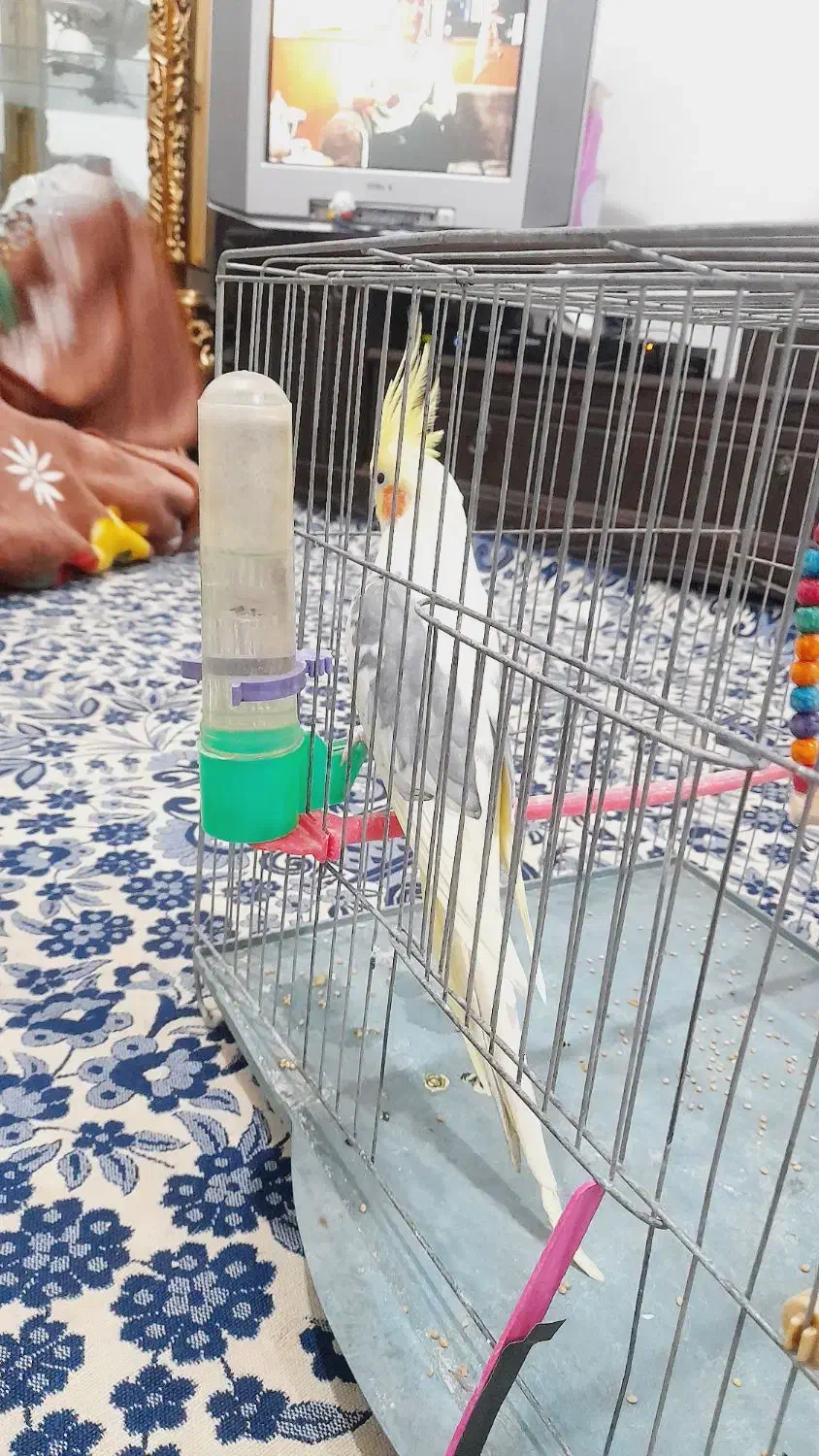 عروس هلندی معاوضه با قناری|پرنده|خوی, |دیوار