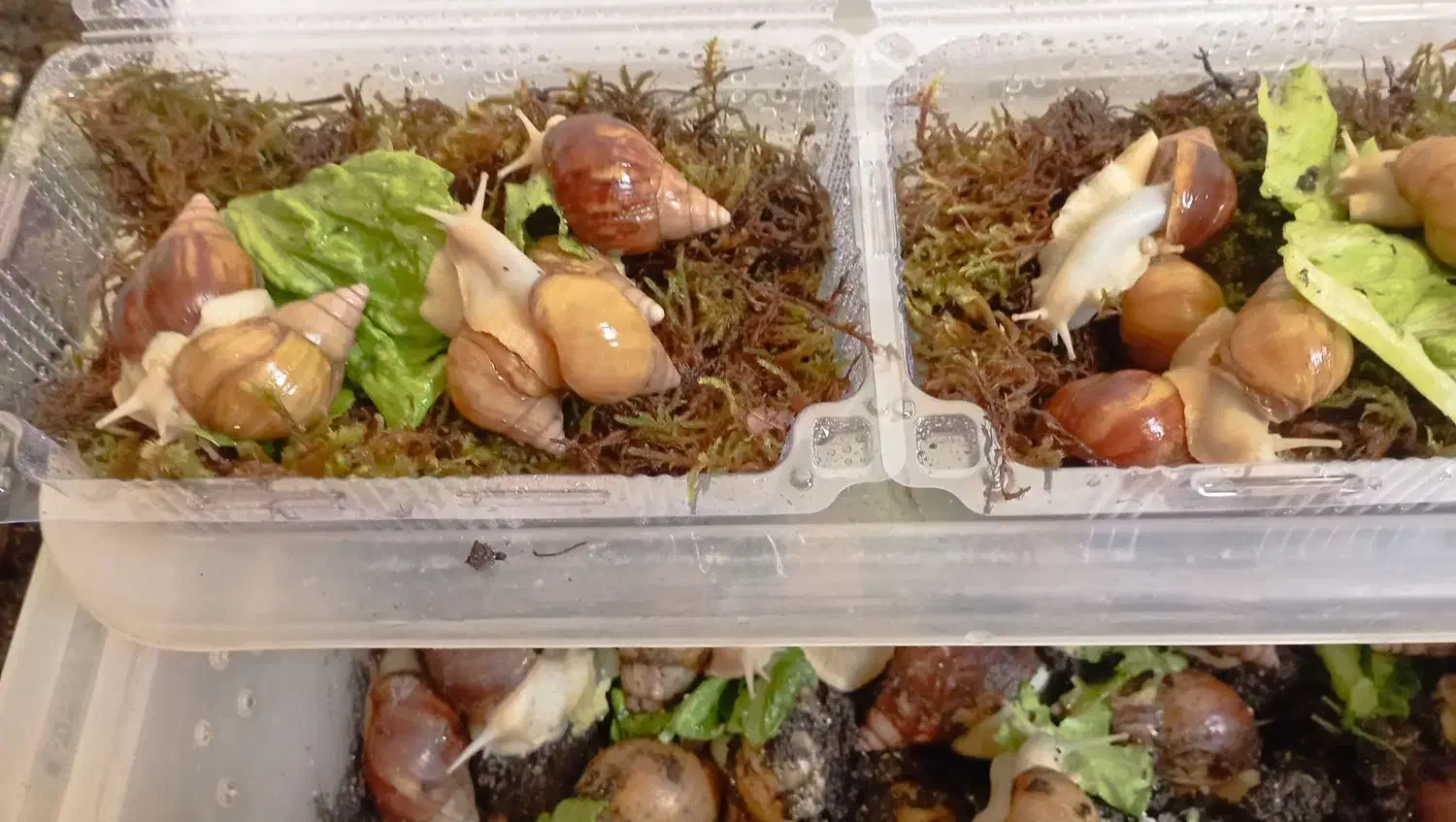 پک 5 عددی حلزون. مناسب پوست|خزنده|مشهد, ادیب نیشابوری (شهرک غرب)|دیوار