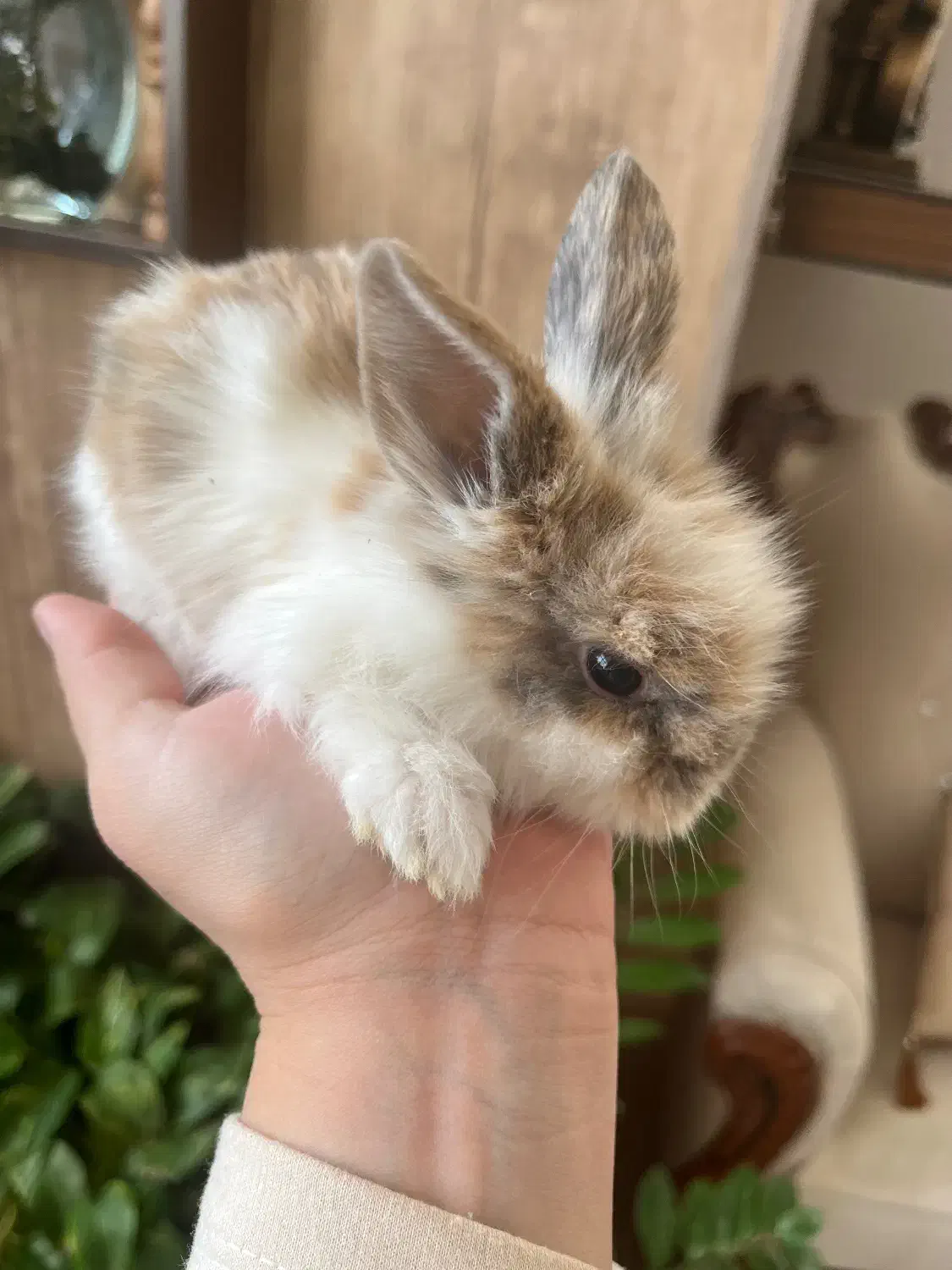 بچه خرگوش لوپ|موش و خرگوش|کرمان, |دیوار