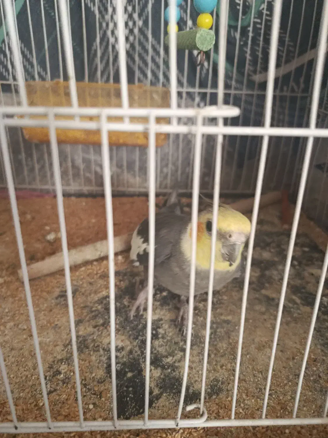 پرنده|پرنده|تربت‌حیدریه, حاجی یار‎|دیوار