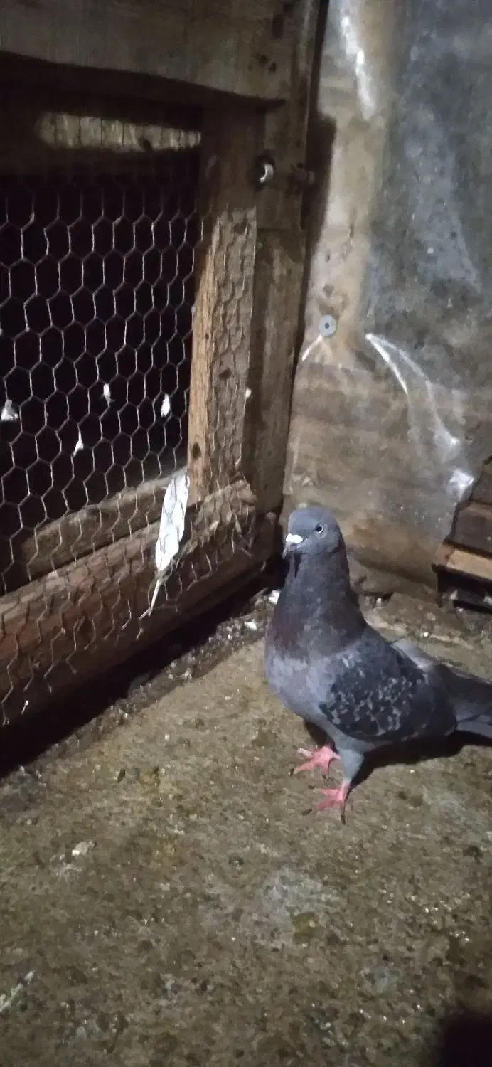 کبوتر پرشی|پرنده|لشت نشا, |دیوار