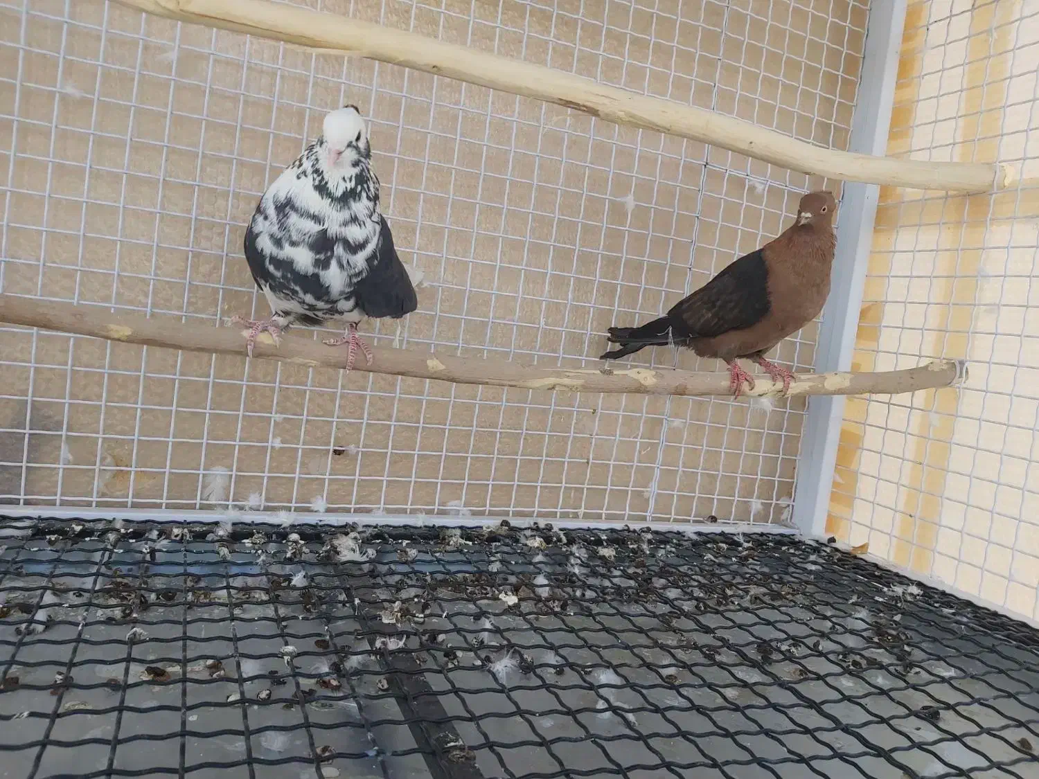 دوتا کفتر کاکلی غریب گیری|پرنده|هشتگرد, فاز ۷ مهستان|دیوار