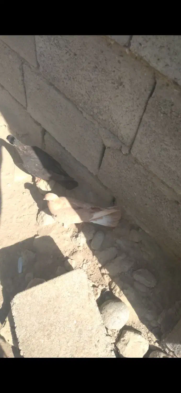 کفتر درجایی|پرنده|میناب, |دیوار