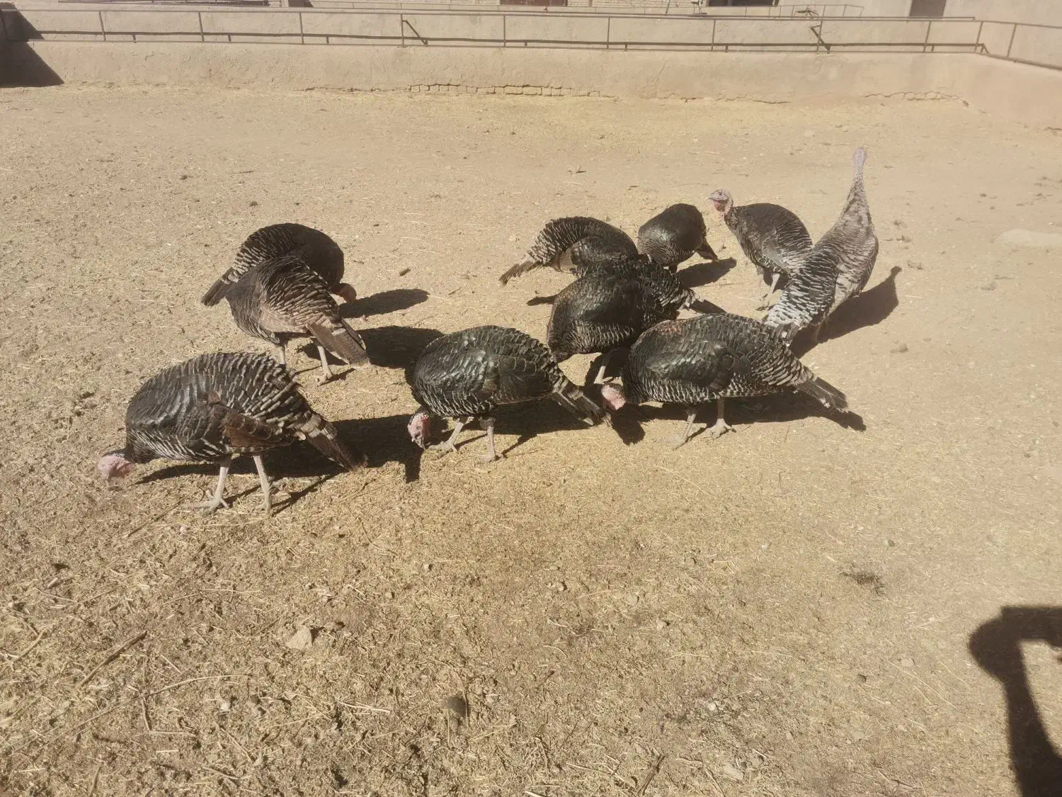 فروش 11 عدد بوقلمون برنز، ماده|حیوانات مزرعه|قزوین, |دیوار