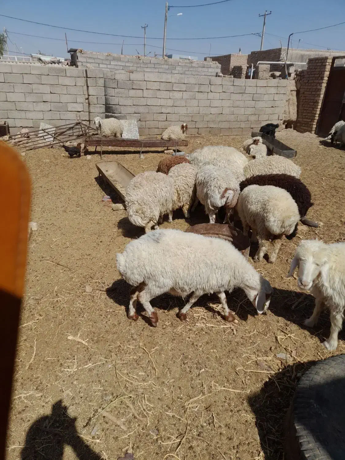 بره ماده و میش|حیوانات مزرعه|بیرجند, |دیوار