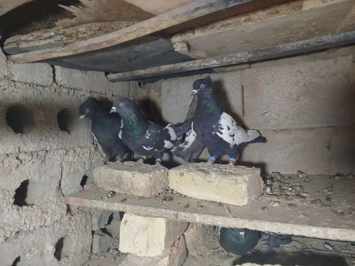 فروشی|پرنده|چادگان, |دیوار