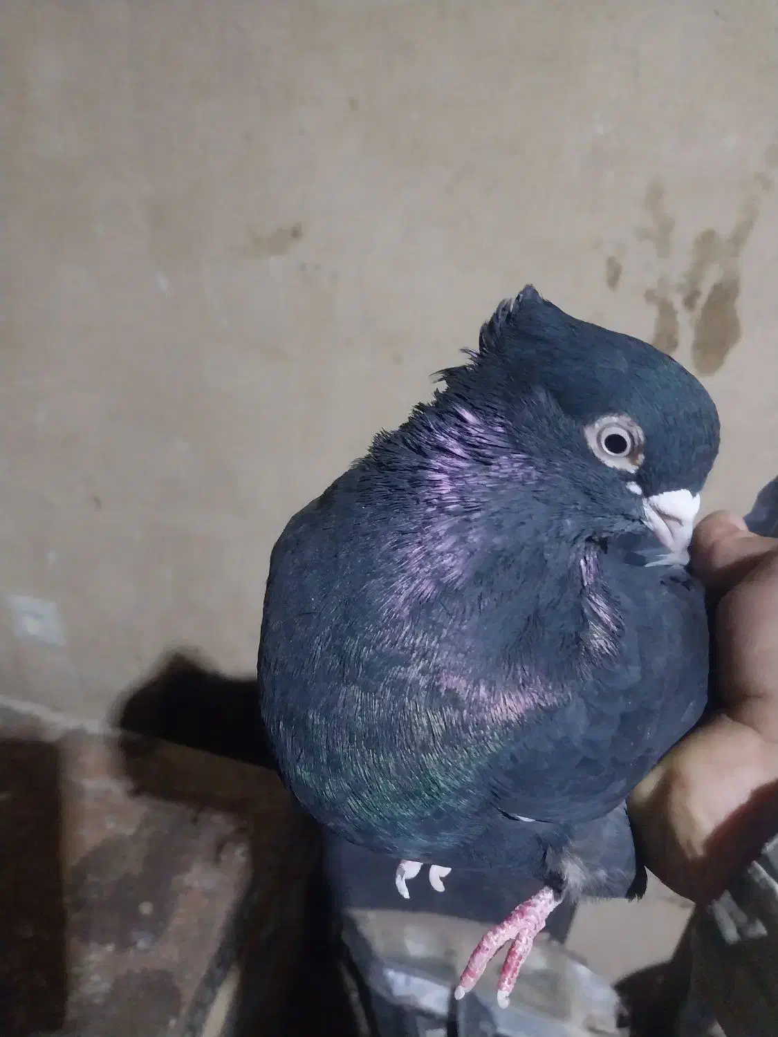 کبوتر|پرنده|لیلان, |دیوار