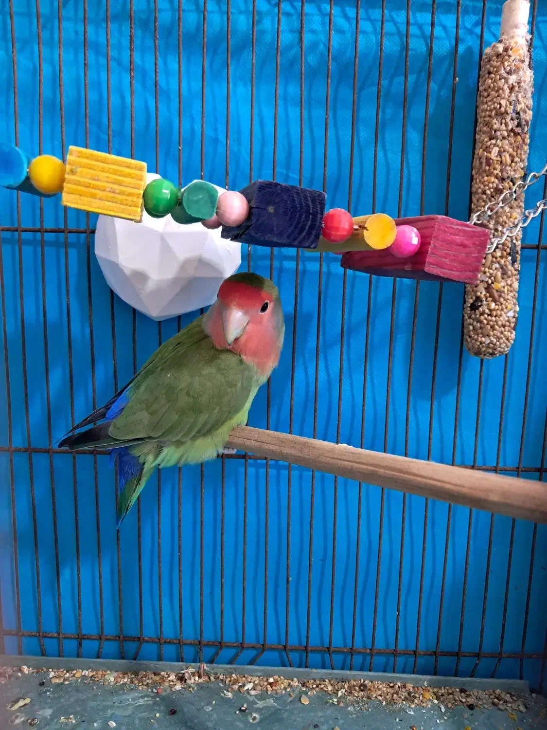 طوطی برزیلی|پرنده|محمدیه-قزوین, |دیوار