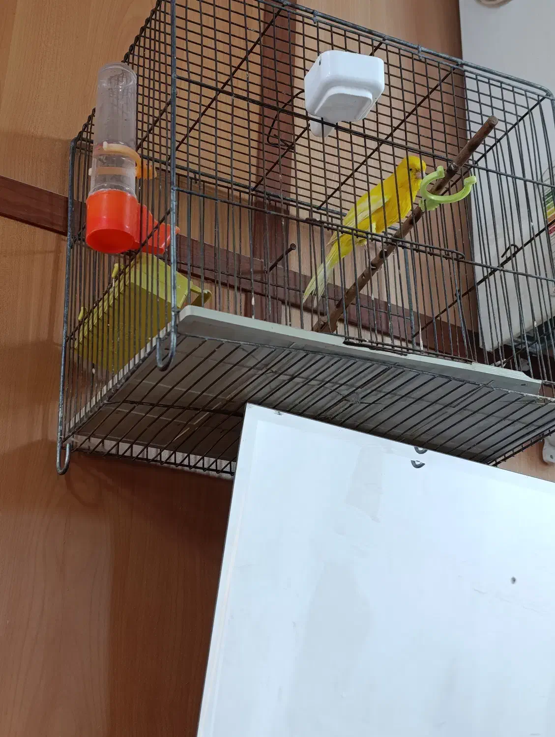 قناری سوپر|پرنده|اقبالیه, |دیوار