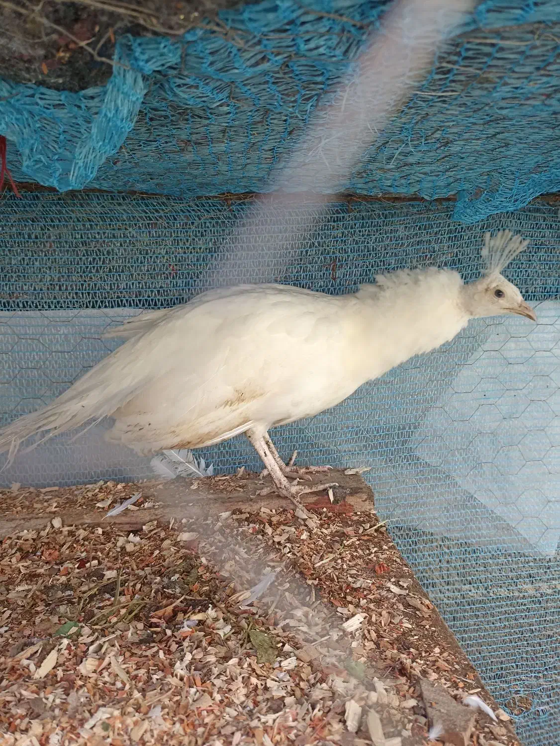 طاووس|پرنده|اسالم, |دیوار