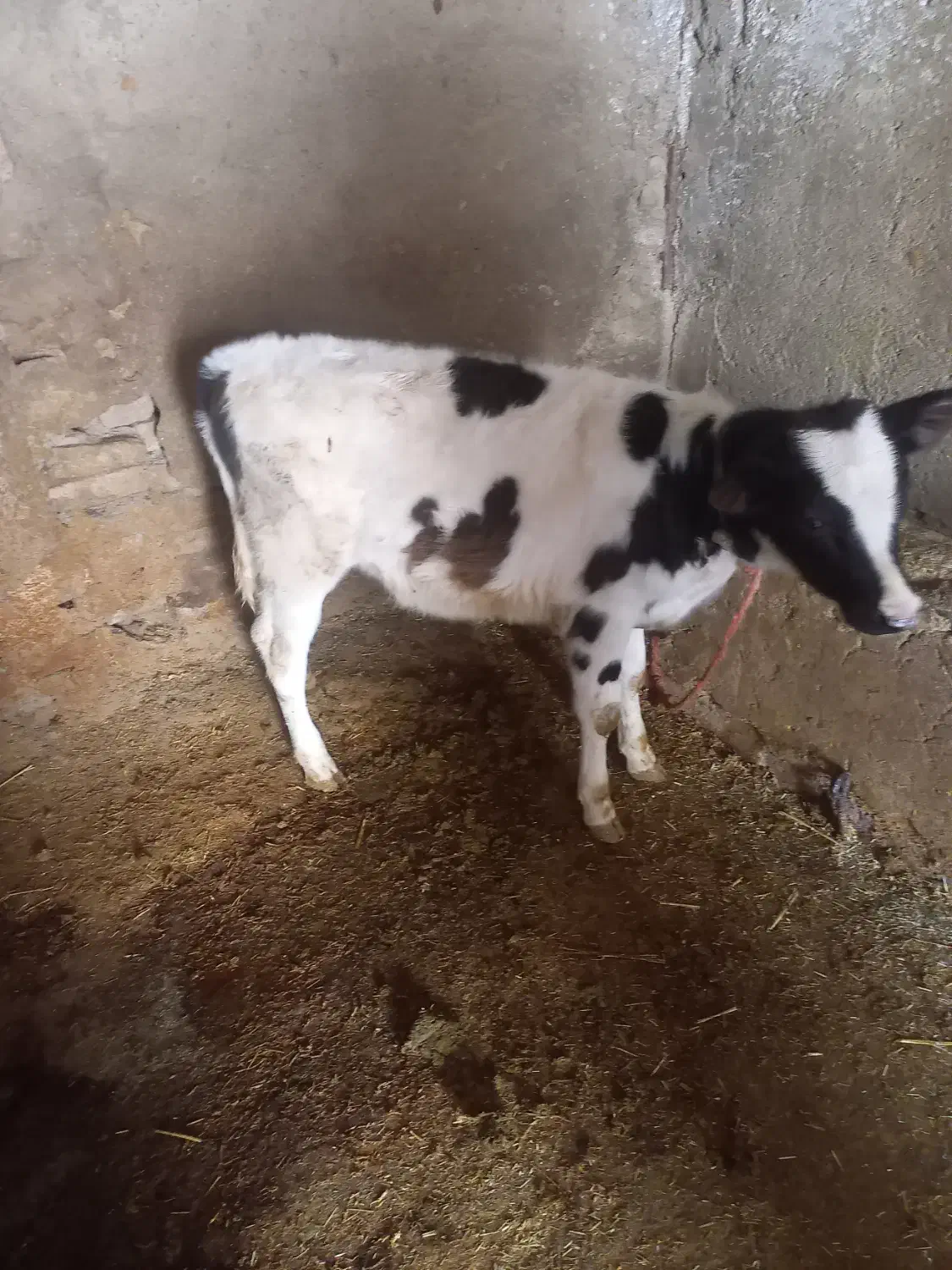 گاوگوساله|حیوانات مزرعه|بروجرد, |دیوار