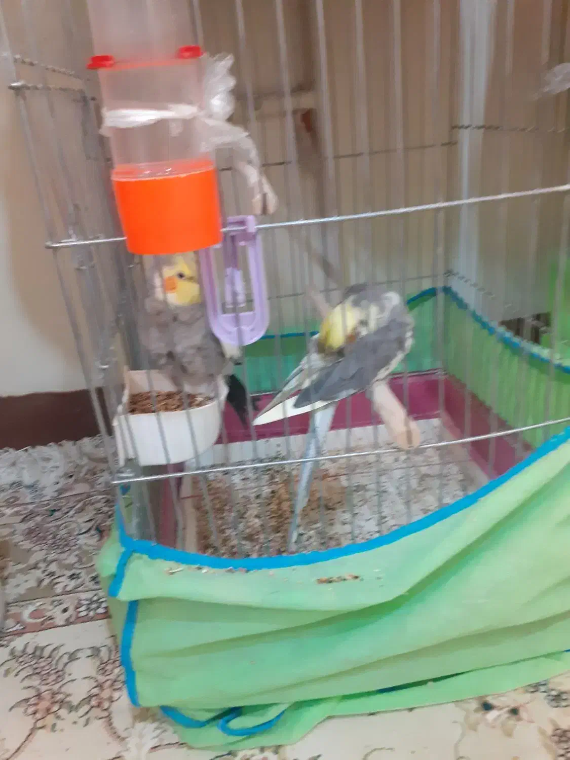 عروس هلندی|پرنده|ابریشم, |دیوار