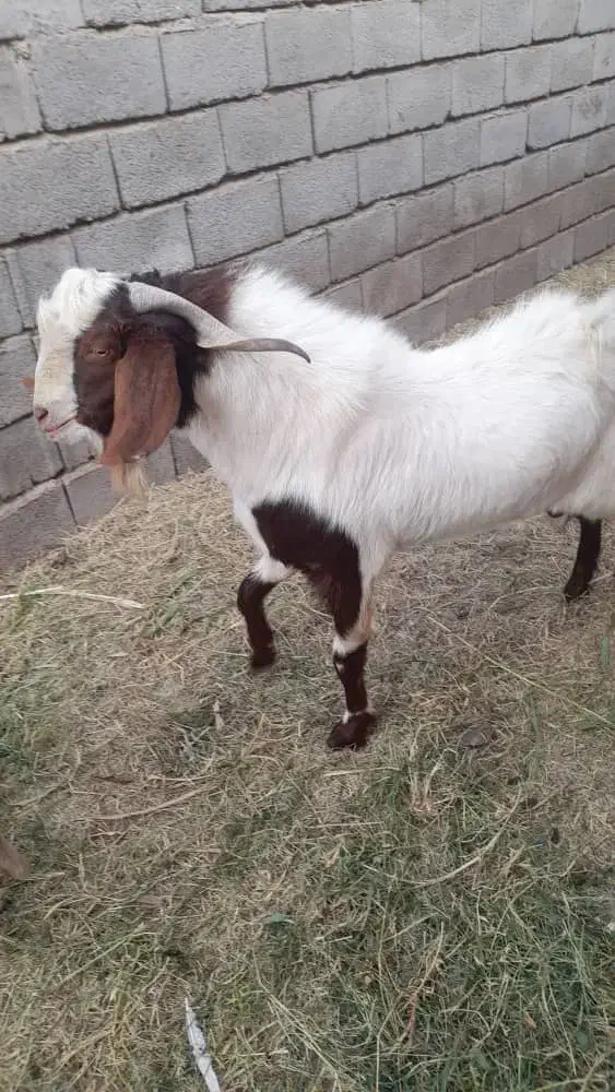 نری|حیوانات مزرعه|نرماشیر, |دیوار