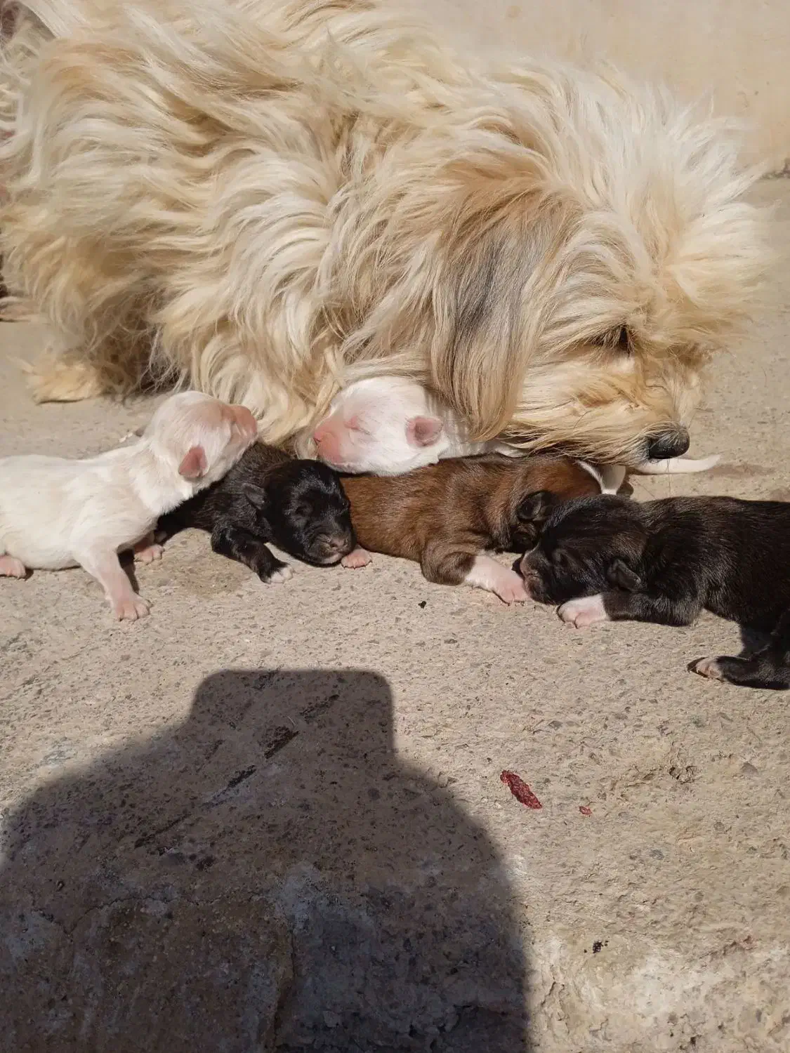 سگ خونگی|سگ|قم, میدان نو|دیوار