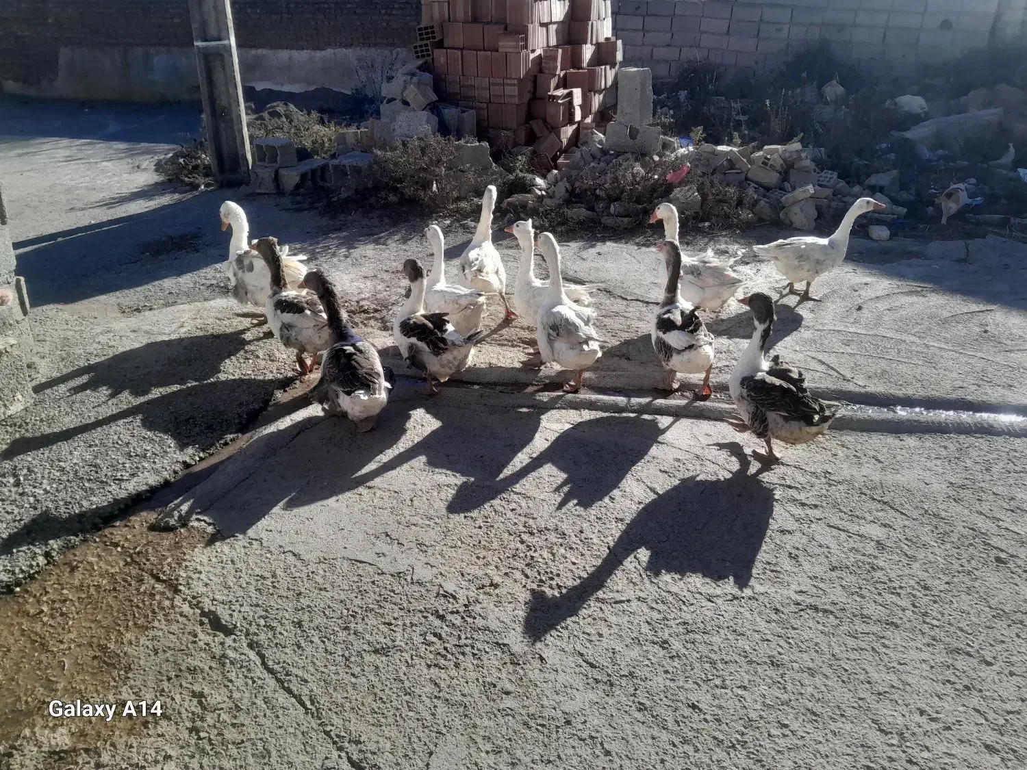 غاز محلی|حیوانات مزرعه|ویلکیج, |دیوار