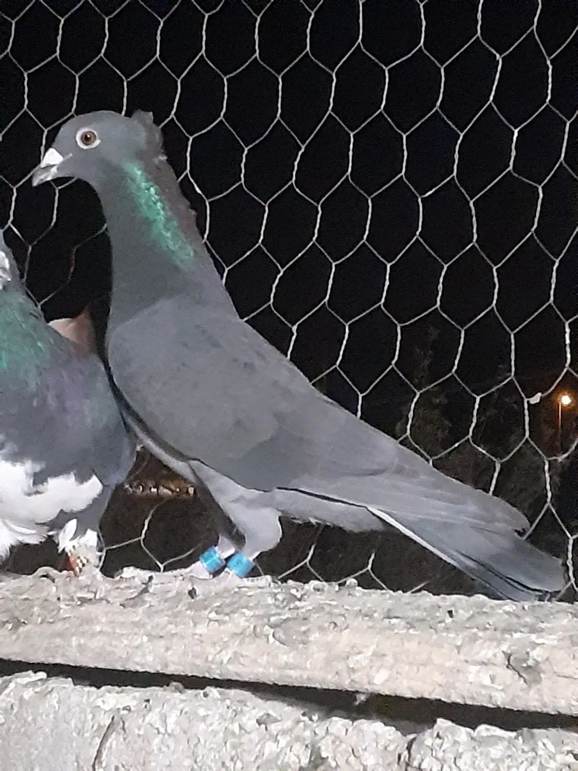 سیاه کاکلی پلاکی|پرنده|فسا, |دیوار