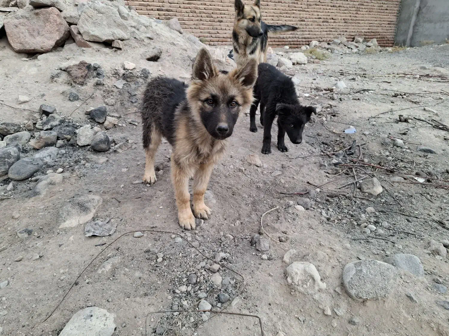 سگ ژرمن ماده شکم طلا|سگ|آذرشهر, |دیوار