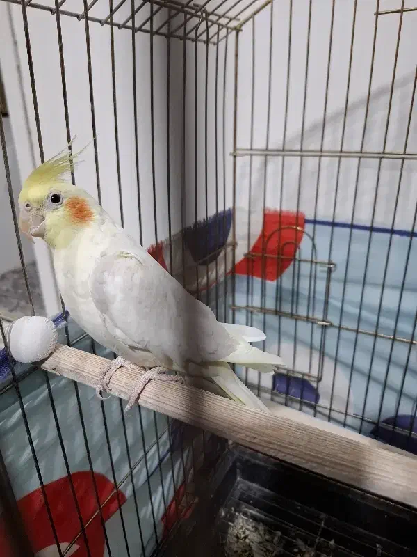 فروش عروس هلندی نر / مست|پرنده|خنداب, |دیوار