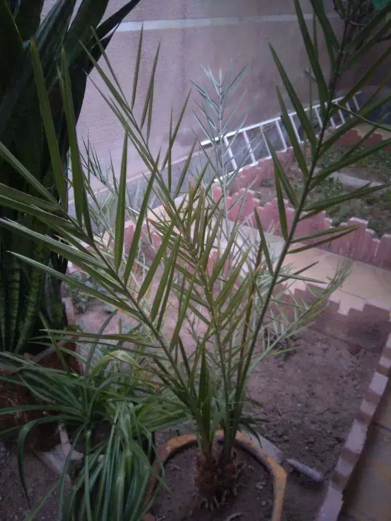 گل با گلدان بزرگ سفالی|گل و گیاه طبیعی|اهر, |دیوار