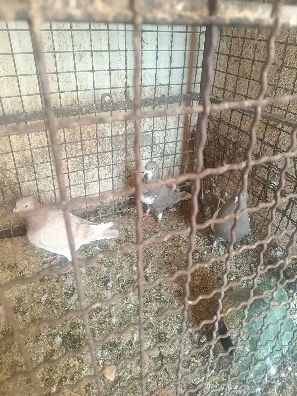 سه تا ماده خوب|پرنده|شیراز, بازار|دیوار