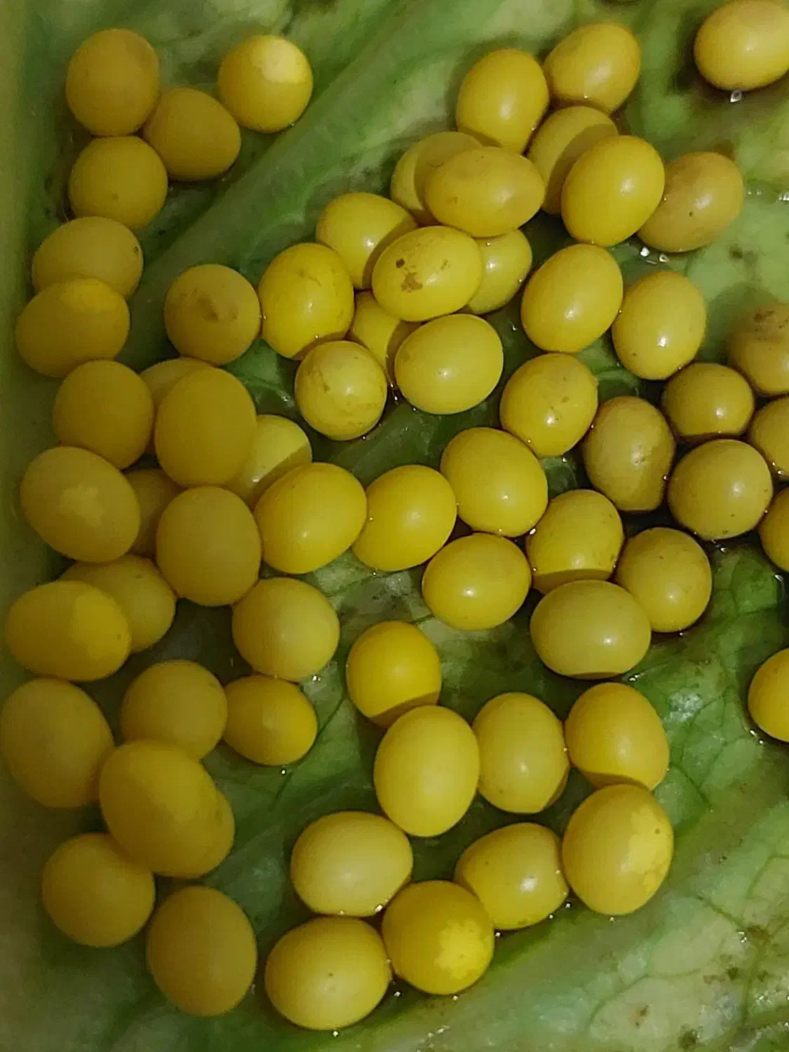 خاویار حلزون|خزنده|تهران, شهرک محلاتی|دیوار