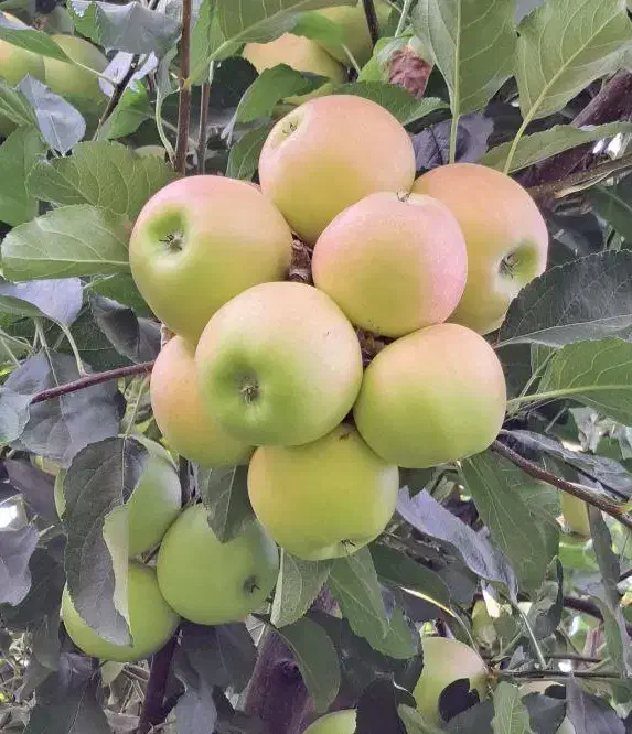 نهالستان پالیز دارای مجوز جهاد کشاورزی|خدمات باغبانی و درختکاری|خرمآباد, |دیوار