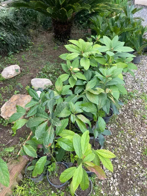 اووکادو نهال ۲ ساله|گل و گیاه طبیعی|نوشهر, |دیوار