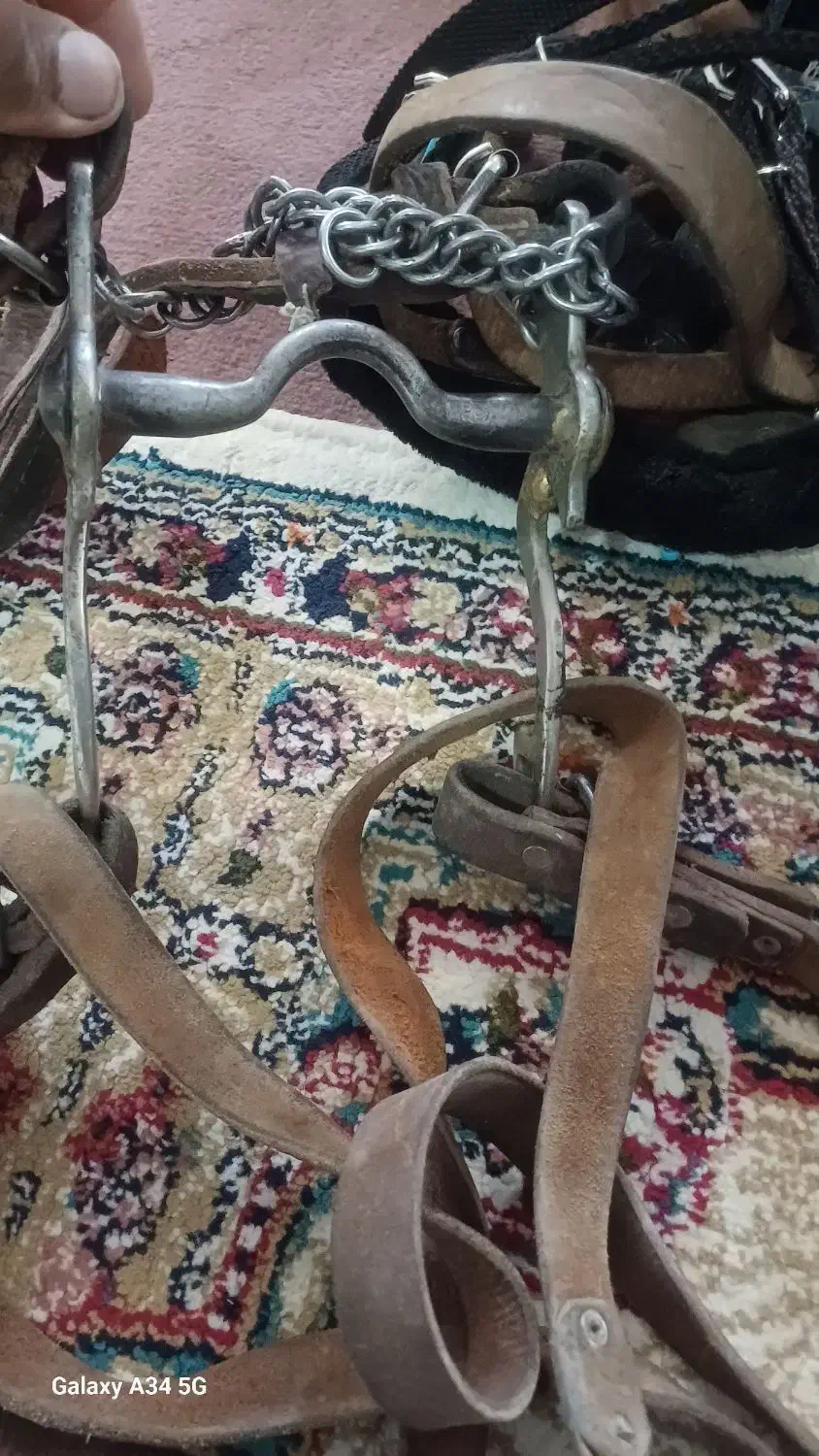 اسب|اسب و تجهیزات اسب‌سواری|فریمان, |دیوار