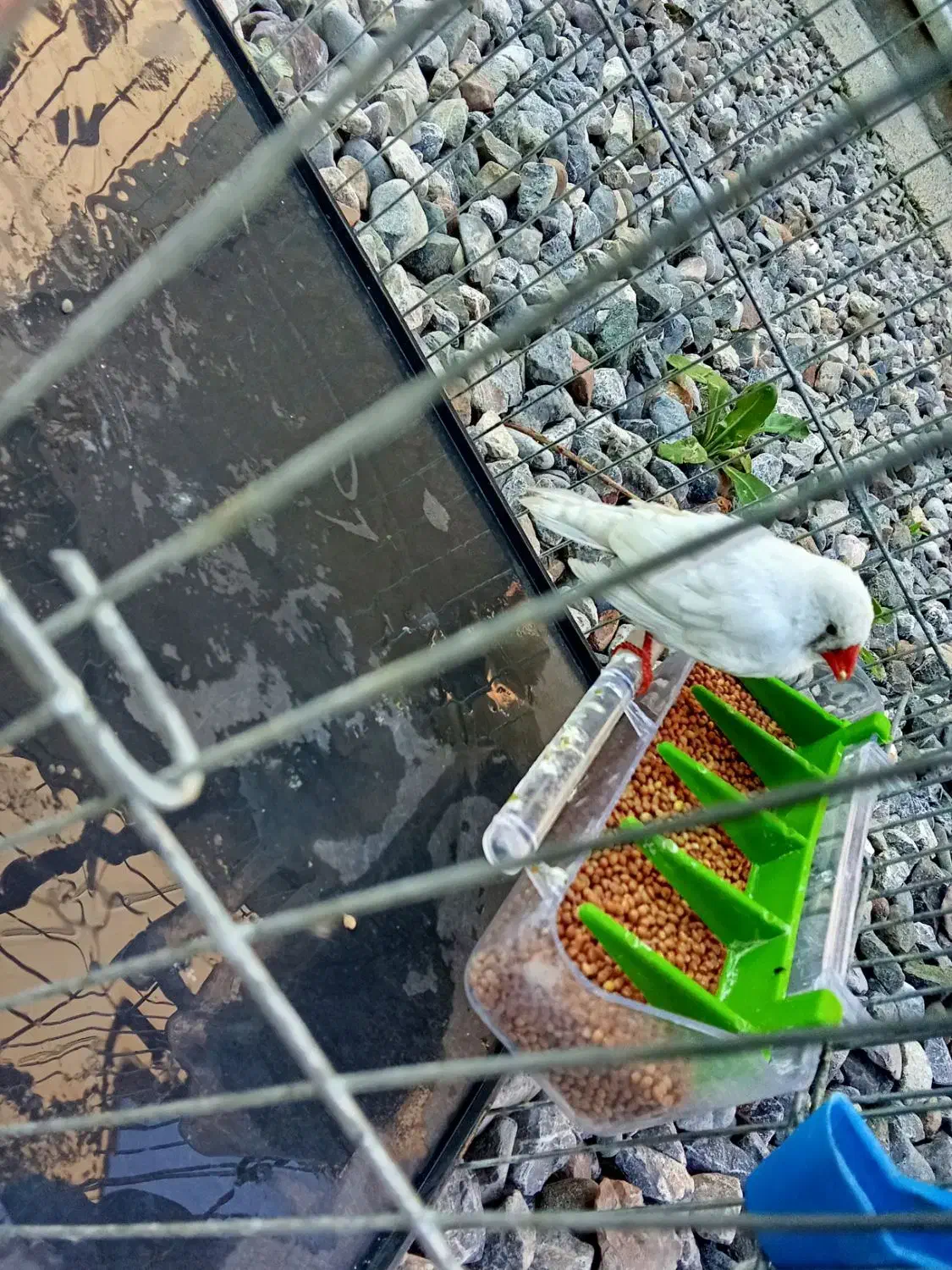 فنچ|پرنده|انبارآلوم, |دیوار