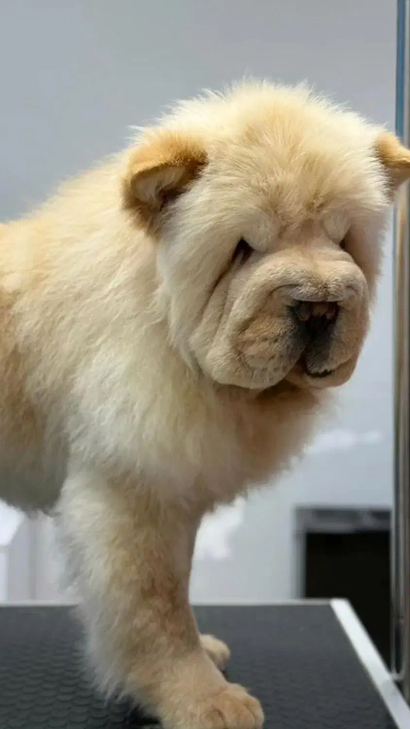 چاوچاو سفید اصیل ازمادر وارداتی پدر حرفه ای|سگ|کرمان, |دیوار