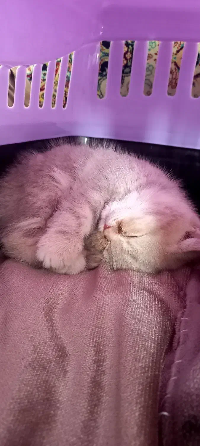 واگذاری گربه|گربه|ورامین, ورامین|دیوار