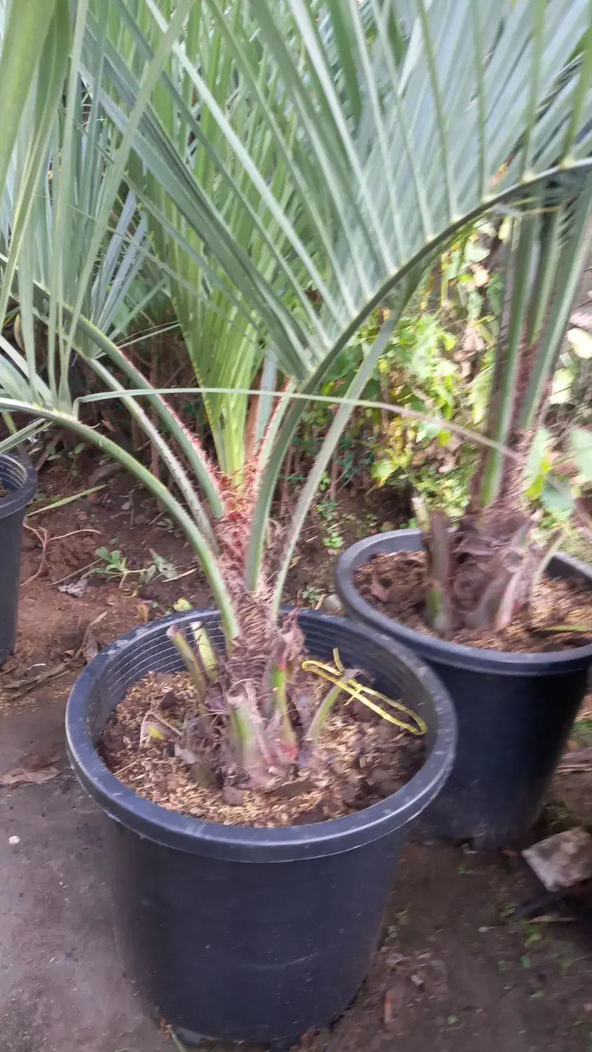 نخل فونیکس مجنون|گل و گیاه طبیعی|کلاچای, |دیوار