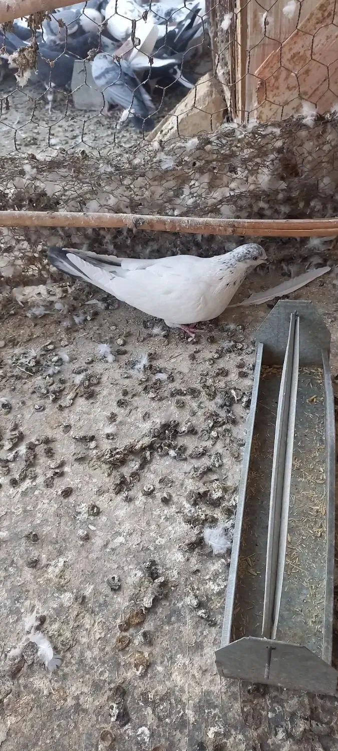 کبوتر|پرنده|سمنان, |دیوار