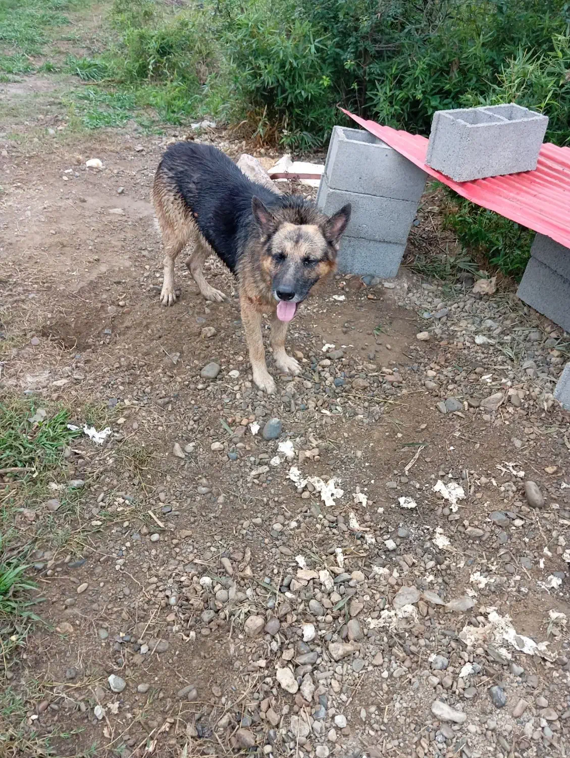 ژرمن و پیتبول|سگ|صومعه‌سرا, |دیوار