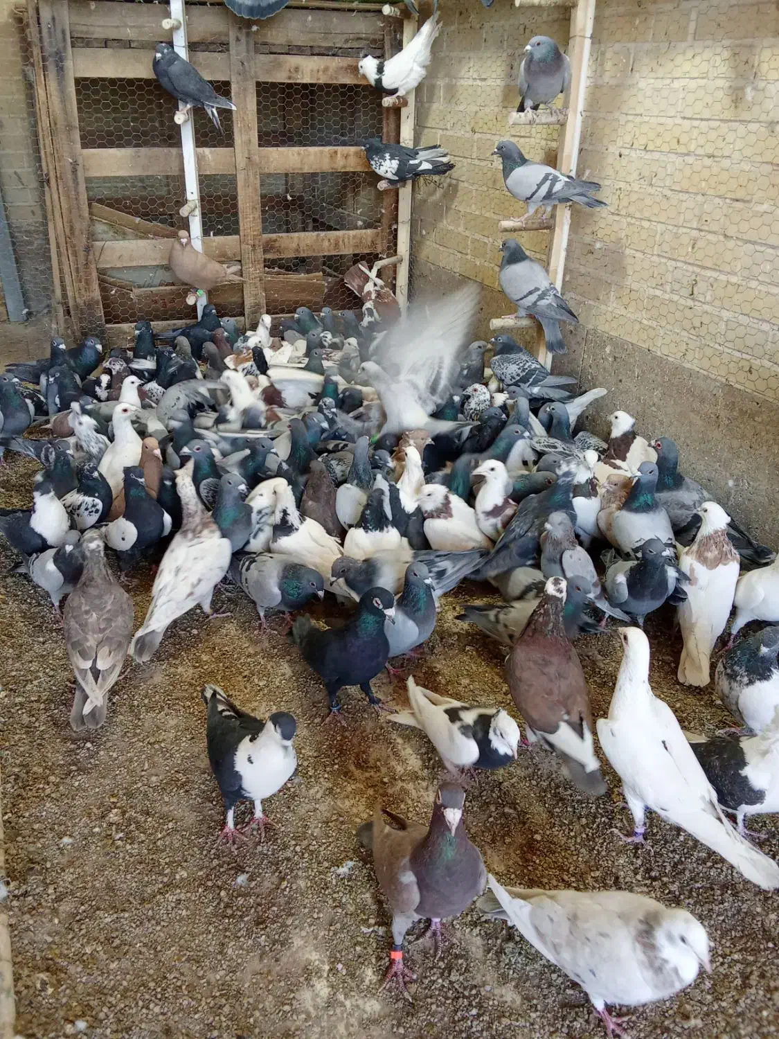 کبوتر طوقی پرشی سینه آیی از کاشان ب شرط پرش رسید|پرنده|اردکان, |دیوار