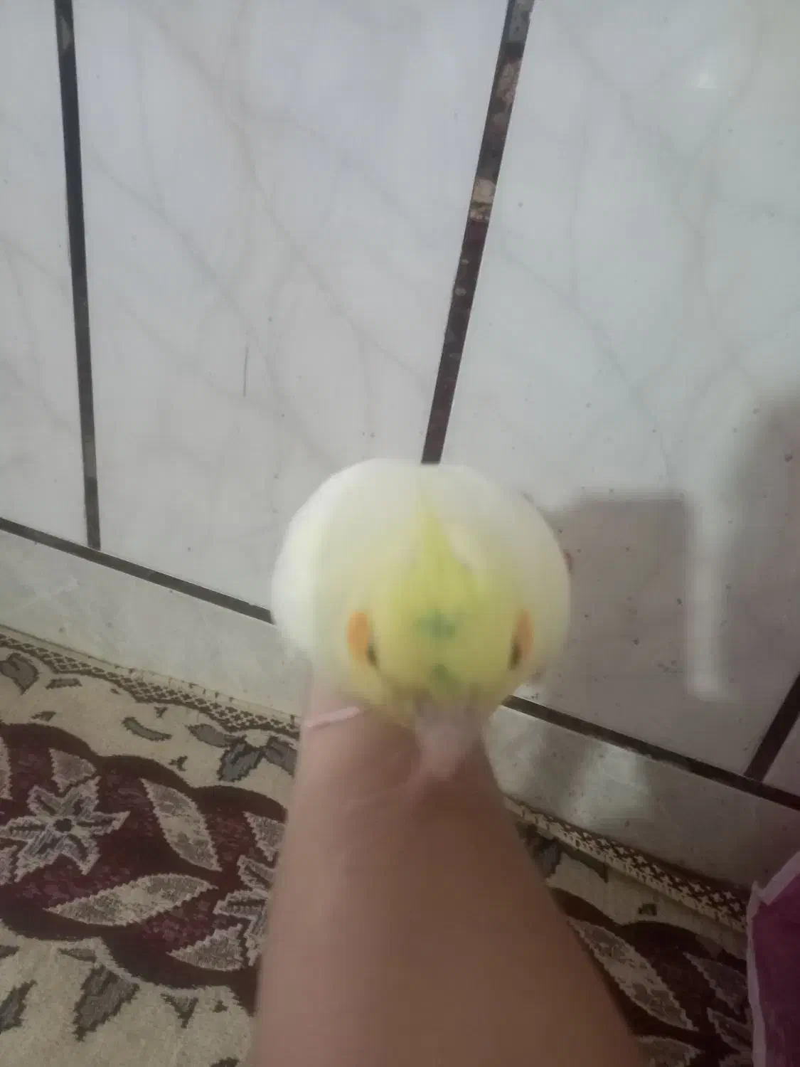 عروس هلندی|پرنده|وحدتیه, |دیوار