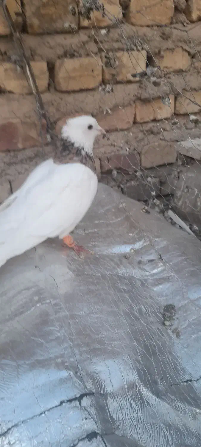 طوقی نر|پرنده|آباده, |دیوار