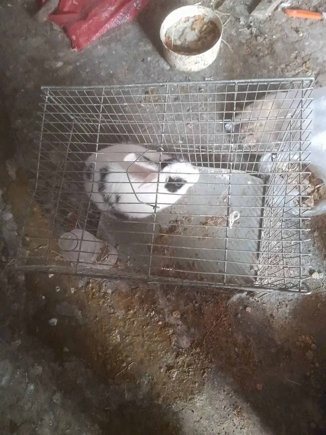 خرگوش|موش و خرگوش|فولادشهر, فولادشهر|دیوار