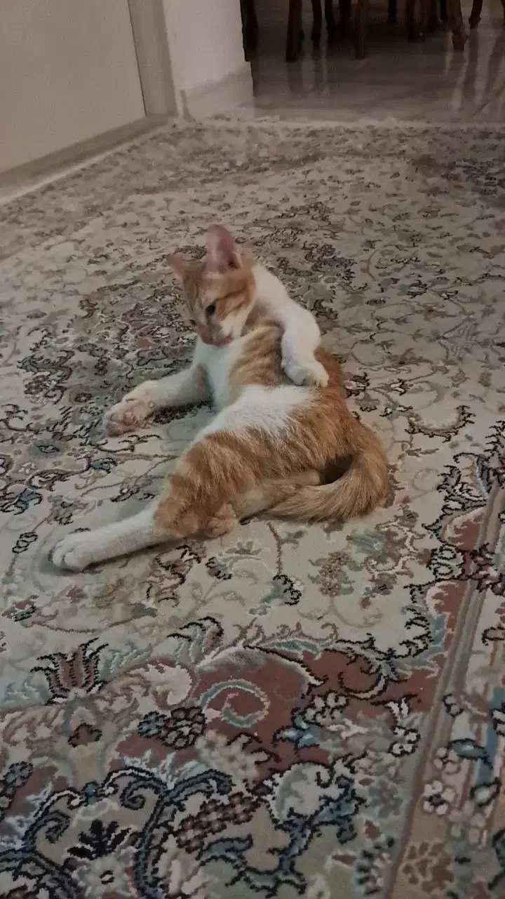 واگذرای گربه رایگان|گربه|پاکدشت, پاکدشت (مامازند)|دیوار