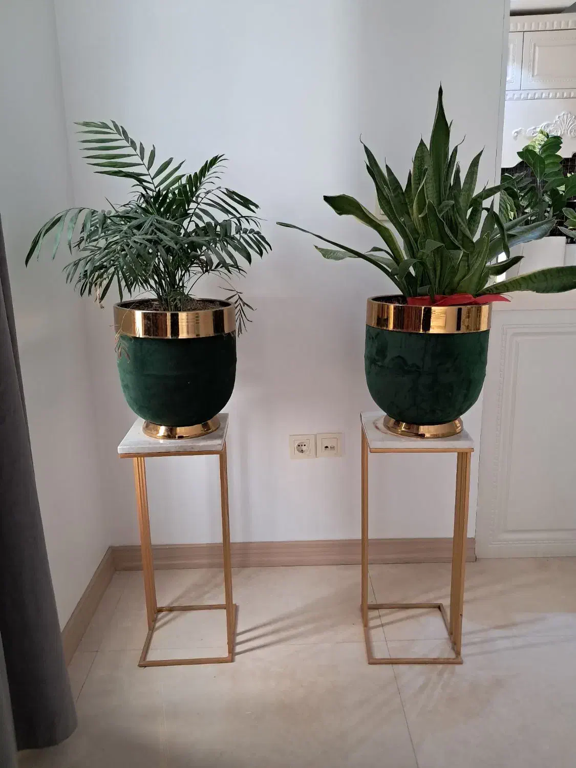 دوعدد گل و گلدان و استند گل|گل و گیاه طبیعی|تهران, نمایشگاه بین المللی|دیوار