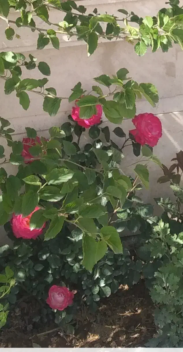 جاقل ، تە بە قە ی ۱|حراج|سقز, |دیوار