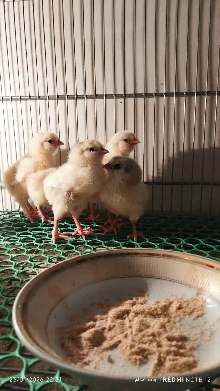 جوجه گلین اصیل|حیوانات مزرعه|قرچک, پویینک|دیوار