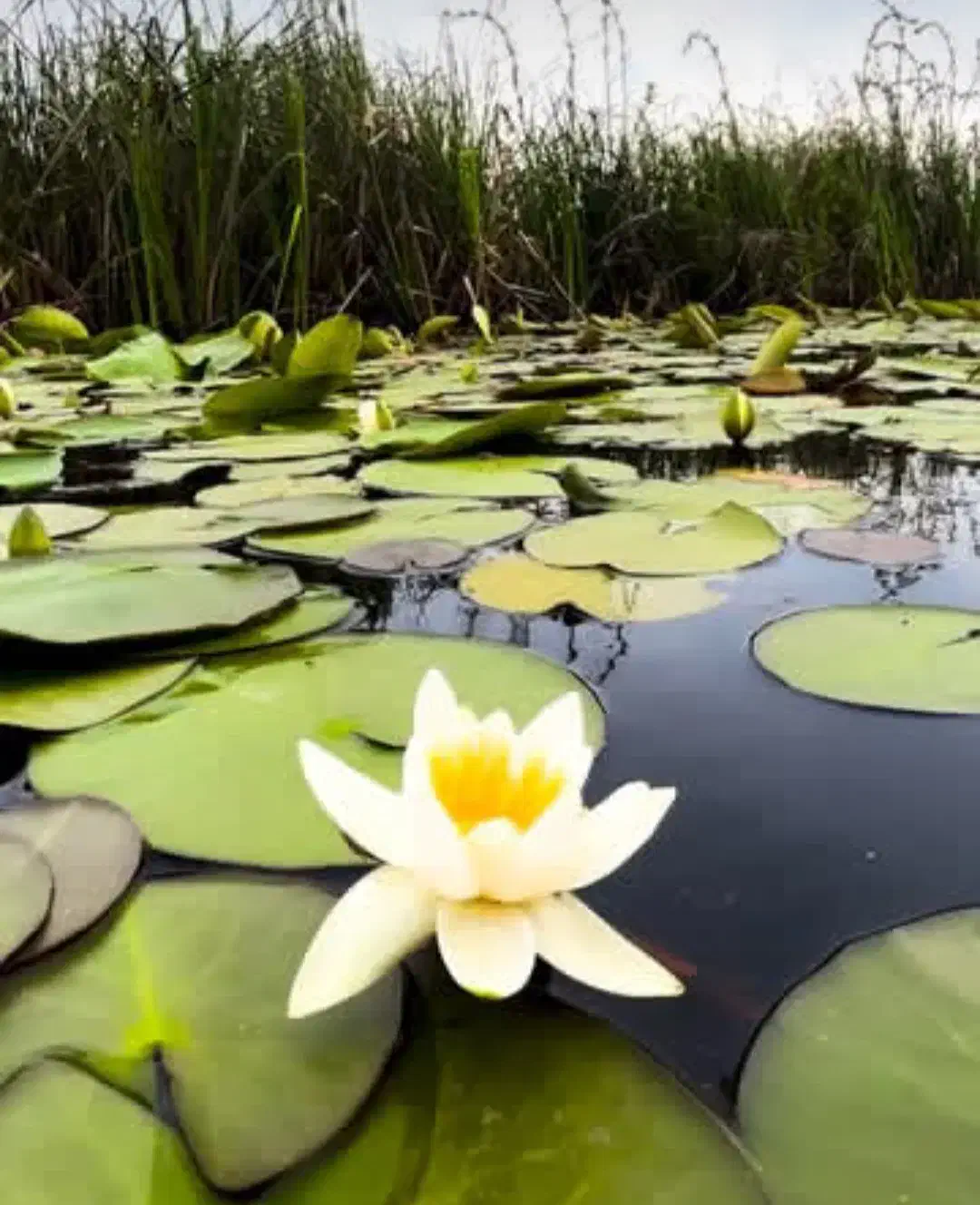 رویا نیست صاحب ویلا کنار آب شو با شرایط ویژه|فروش خانه و ویلا|گلپایگان, |دیوار