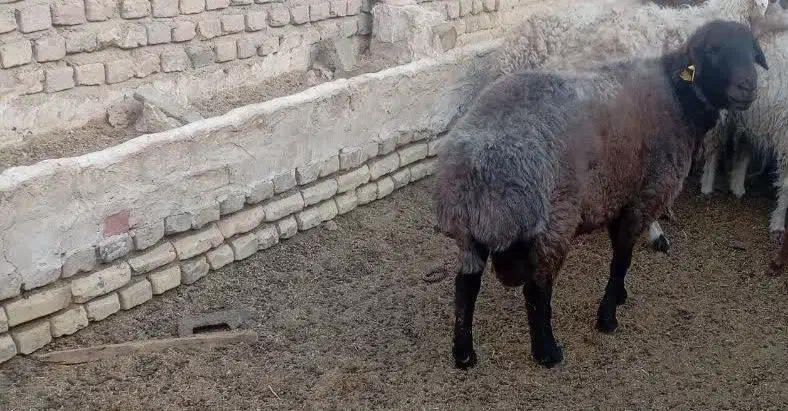 شیشک همو|حیوانات مزرعه|فردوس (خراسان), |دیوار
