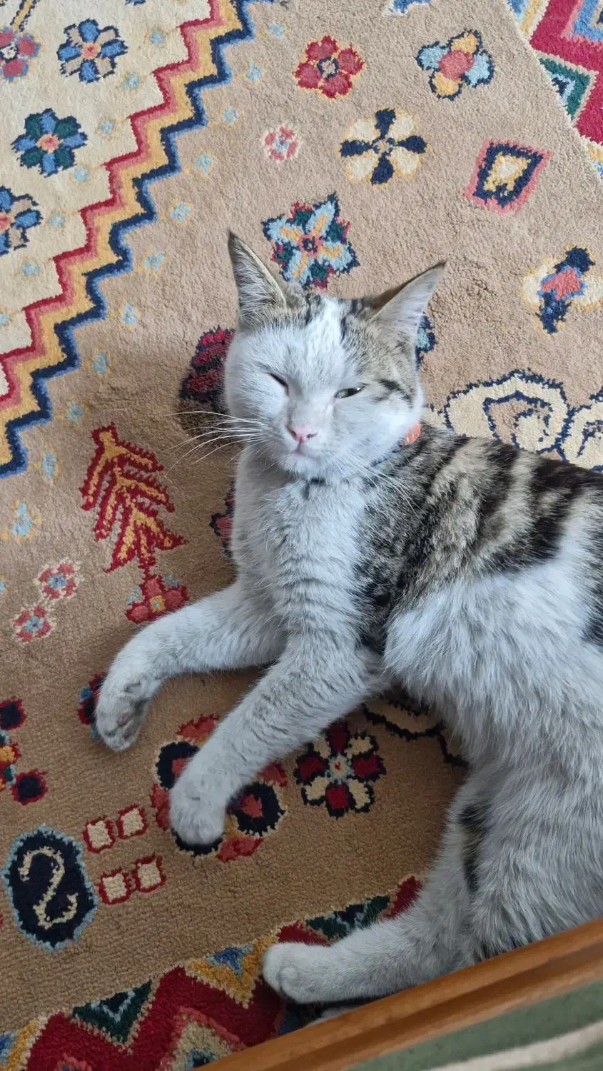 گربه خونگی شیطون|گربه|تهران, والفجر (افسریه)|دیوار