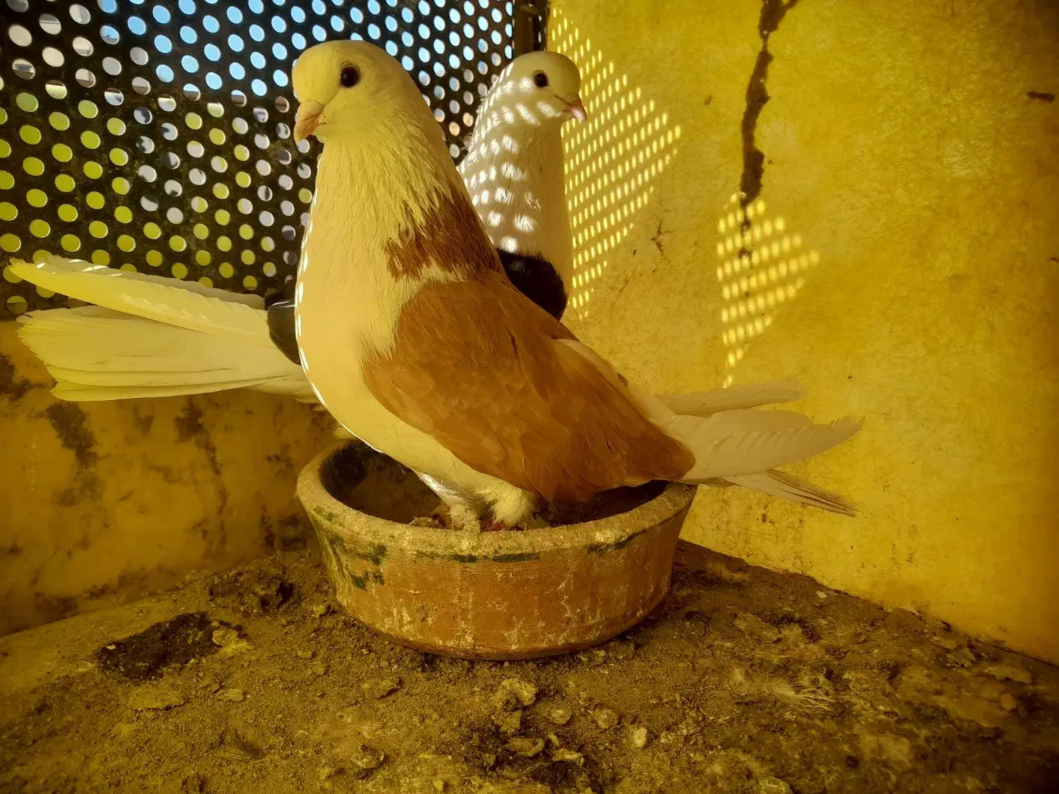 کبوتر|پرنده|محمدشهر, محمدشهر|دیوار