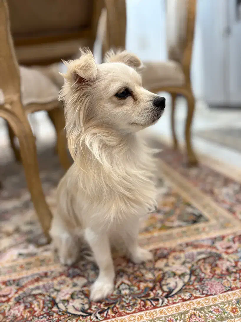 سلام دوستا این سگ گم شده|حیوانات|بندر کنگان, |دیوار