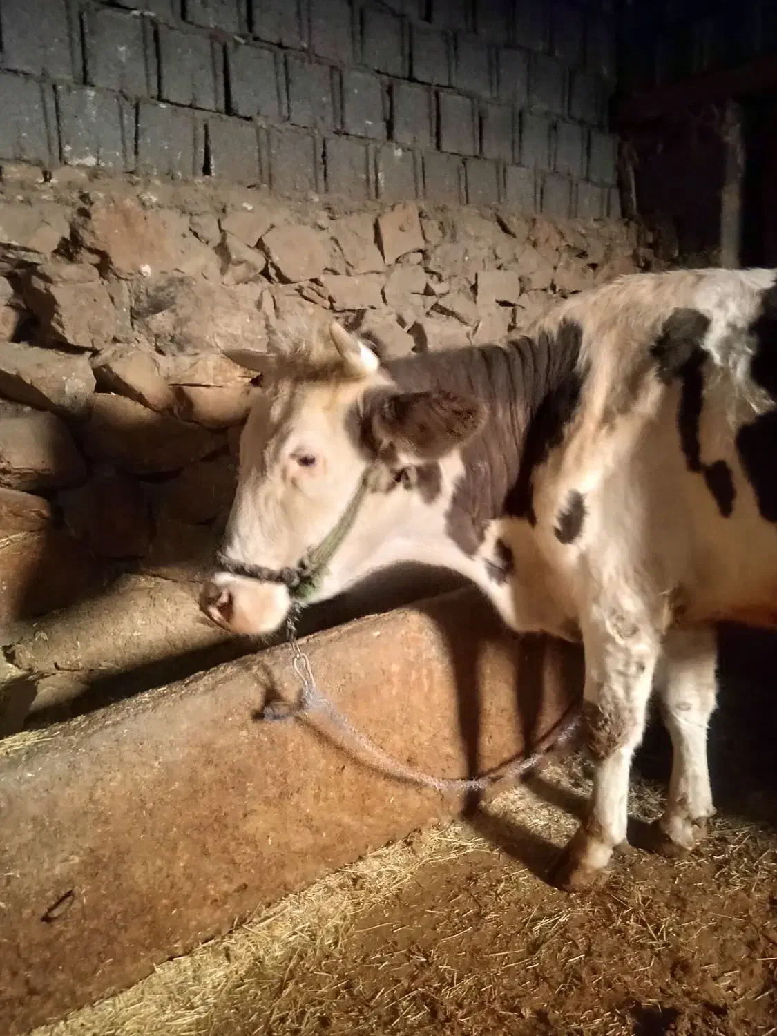 گاو هشت ماه ابسن|حیوانات مزرعه|بلبان آباد, |دیوار