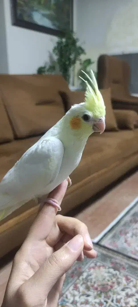 عروس هلندی جوجه دوماهه|پرنده|پرند, فاز ۱|دیوار