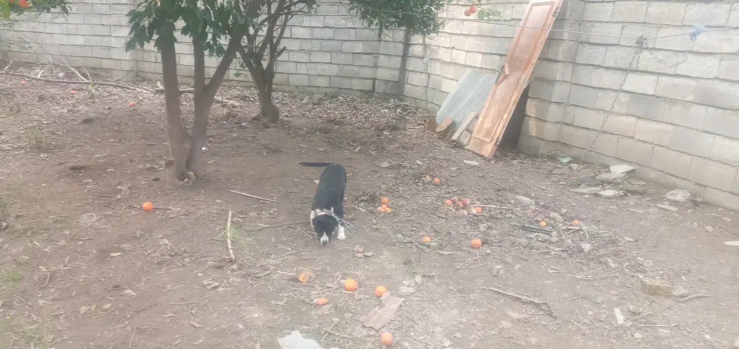 پیتبول ماده چهارونیم ماه|سگ|قائمشهر, |دیوار